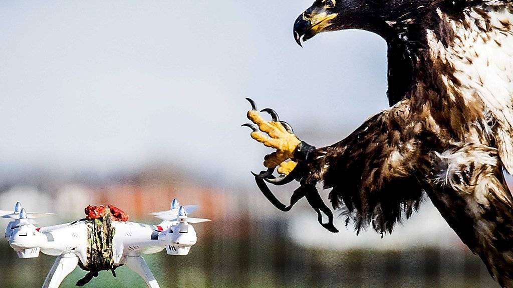 Adler, hier im März 2016 beim Training in Katwijk in den Niederlanden, können darauf abgerichtet werden, Drohnen abzufangen. (Archivbild)