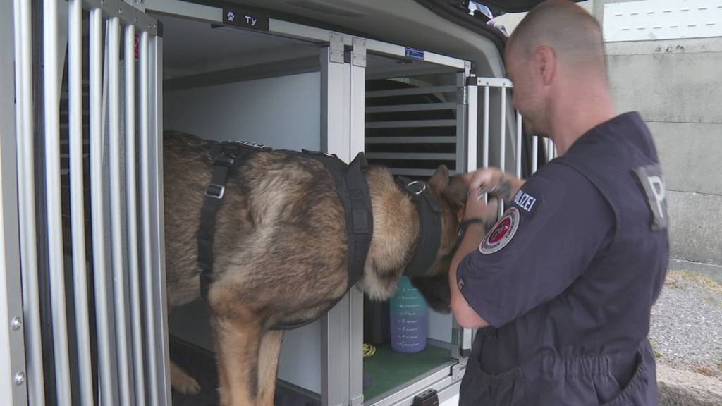 Täterjagd auf vier Pfoten - So trainieren Schwyzer Polizeihunde