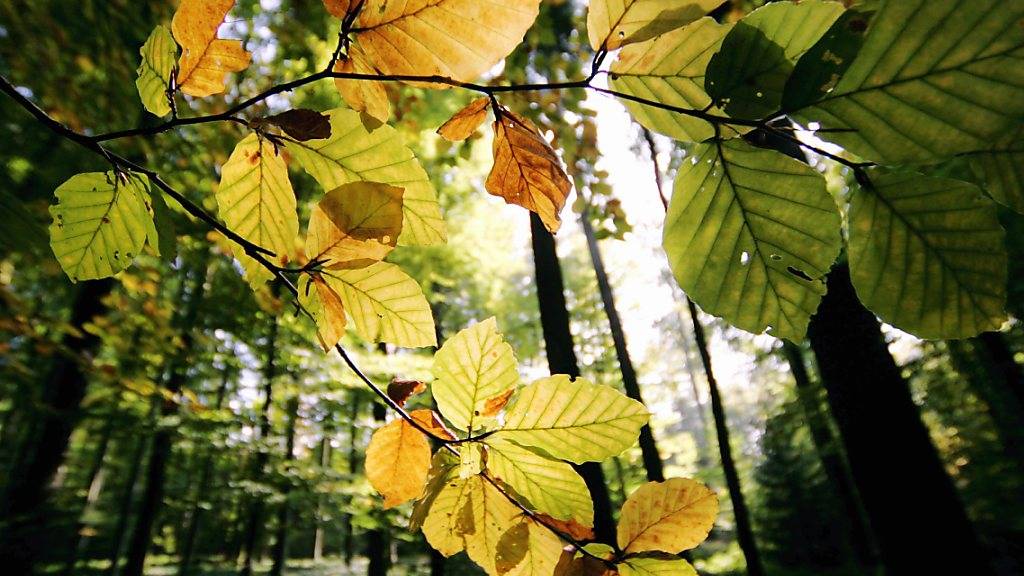 Die Herbstverfärbung der Blätter beginnt langsam. (Archivbild)