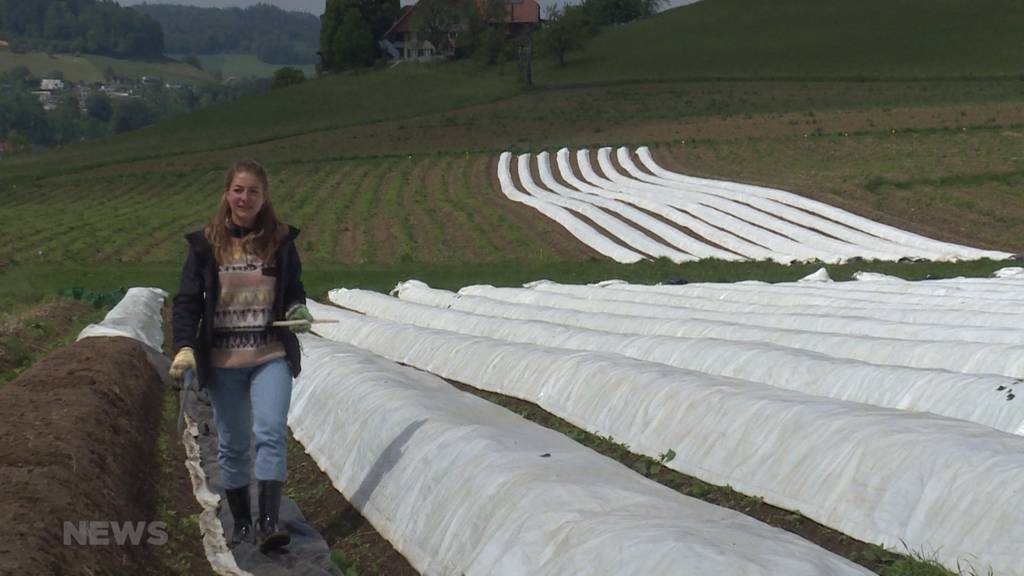 Schweizer Arbeitslose helfen in der Landwirtschaft aus