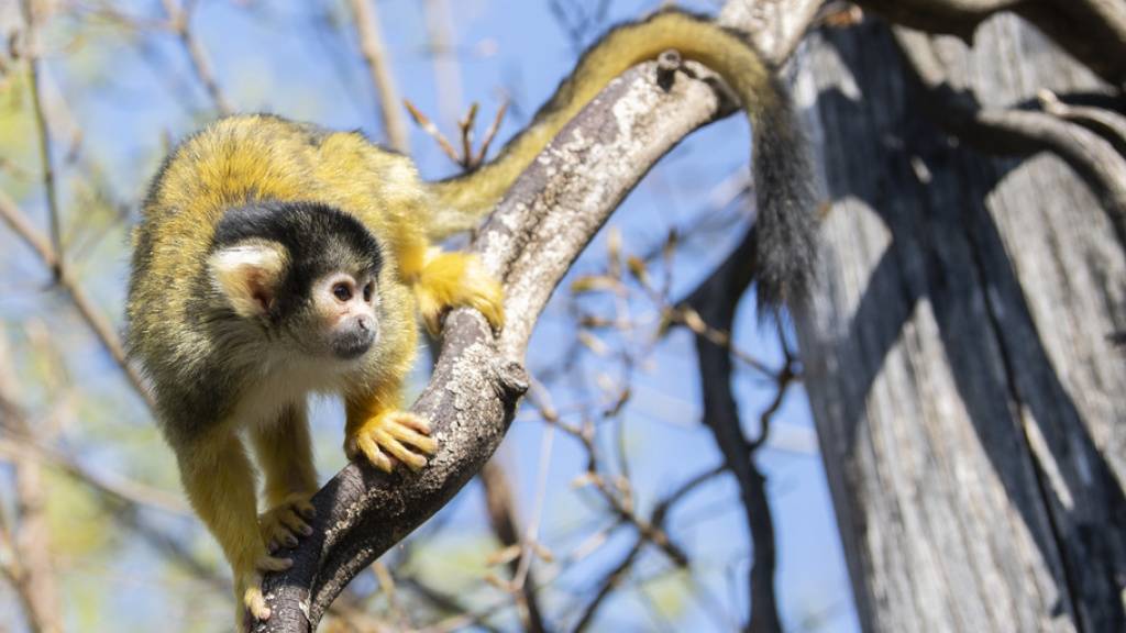 Totenkopfäffchen werden von der Weltnaturschutzunion (IUCN) als gefährdet eingestuft. (Archivbild)