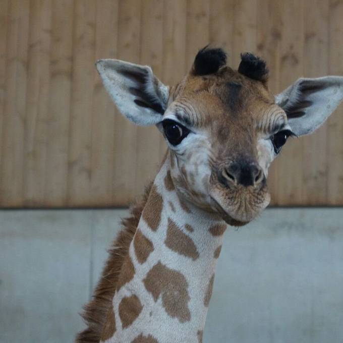 Giraffen-Nachwuchs in Knies Kinderzoo