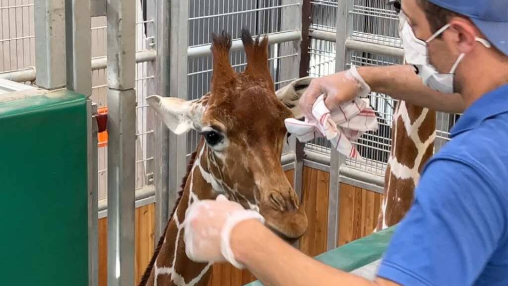 Ein Tierpfleger sammelt eine Giraffenduft-Probe für den Zoll. Damit können die Spürhunde trainieren.