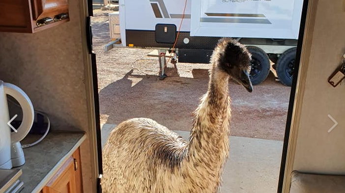 Die Emus sind eine Attraktion für Touristen.