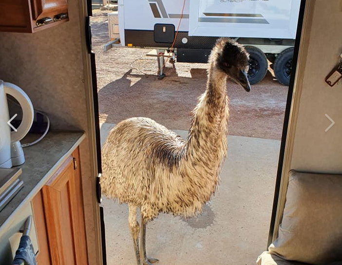 Die Emus sind eine Attraktion für Touristen.