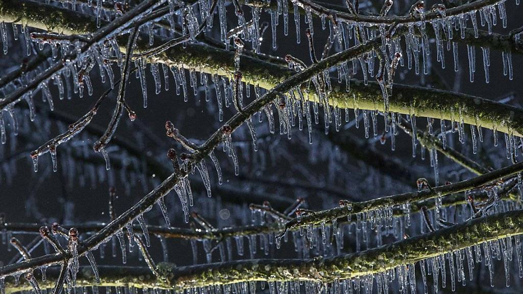 Heftige, wiederholte Eisregen können Bäumen auf Dauer schaden. (Archiv)