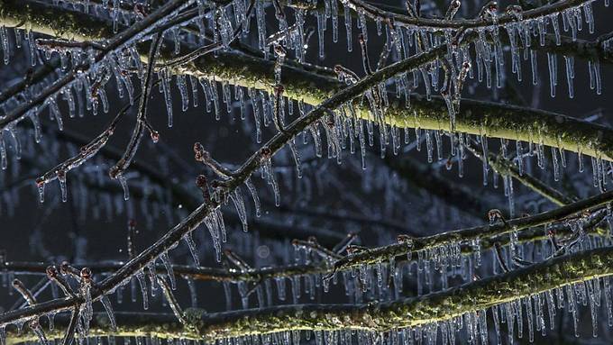 Forscher besprühen Wald mit künstlichem Eisregen