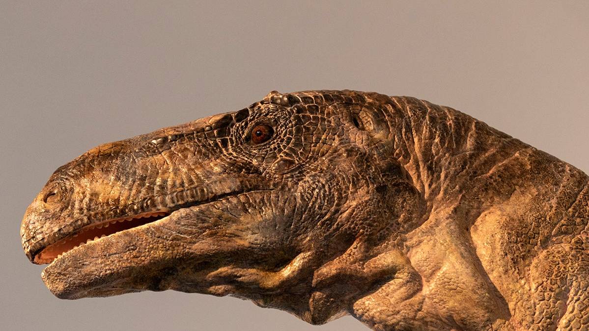 So sieht der Kopf des Dinosauriers aus.