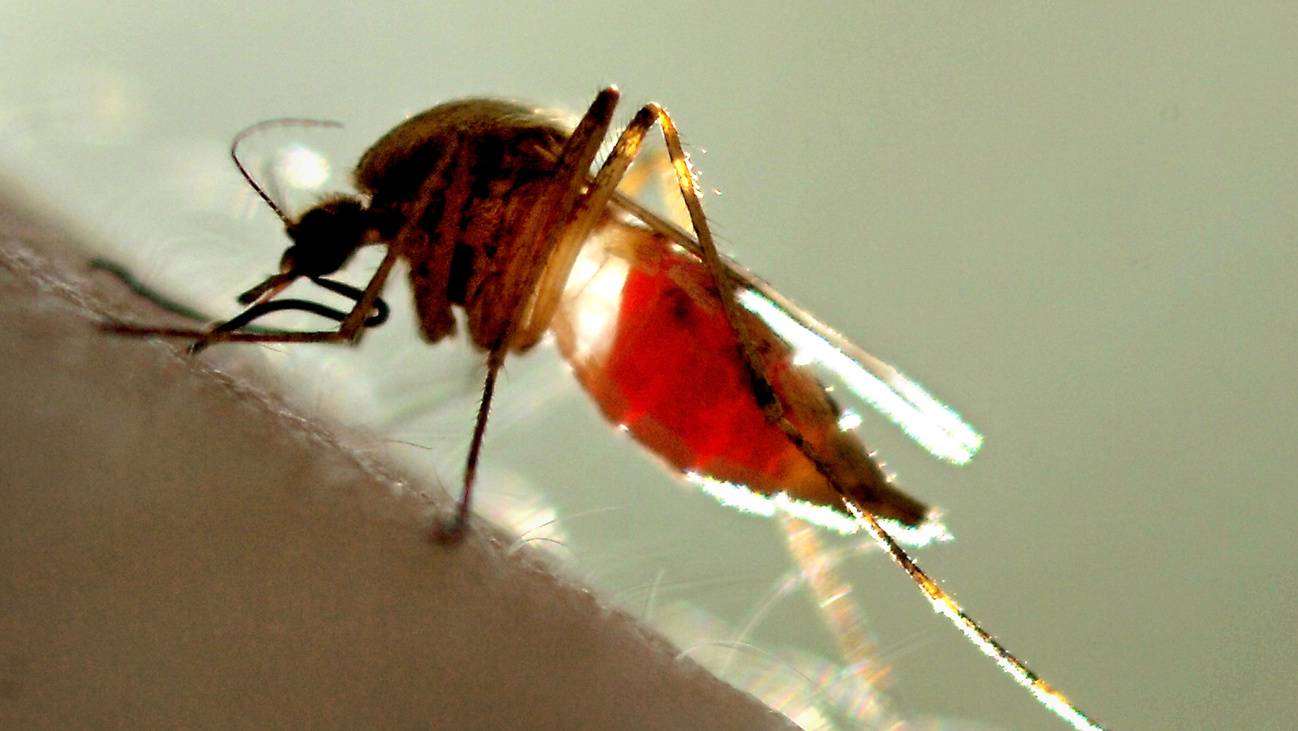 Mücken Mückenplage Mücke Stechmücke
