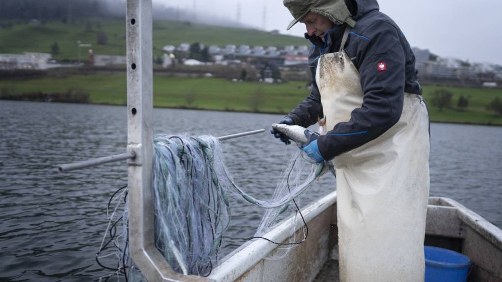 Aufgrund der erhöhten PFAS-Werte im Zugersee dürfen Hecht und Egli nicht mehr als Lebensmittel verkauft oder unentgeltlich abgegeben werden.