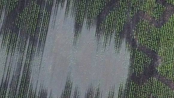 Wegen Regen: Mais-Labyrinth muss Saisonstart verschieben
