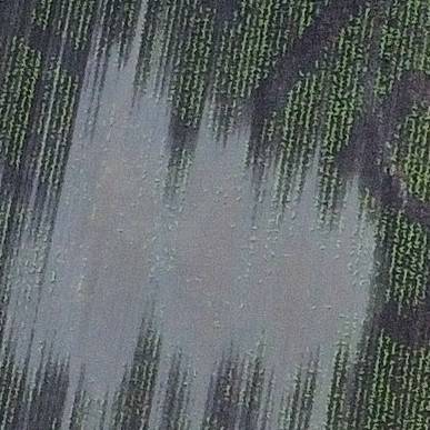 Wegen Regen: Mais-Labyrinth muss Saisonstart verschieben