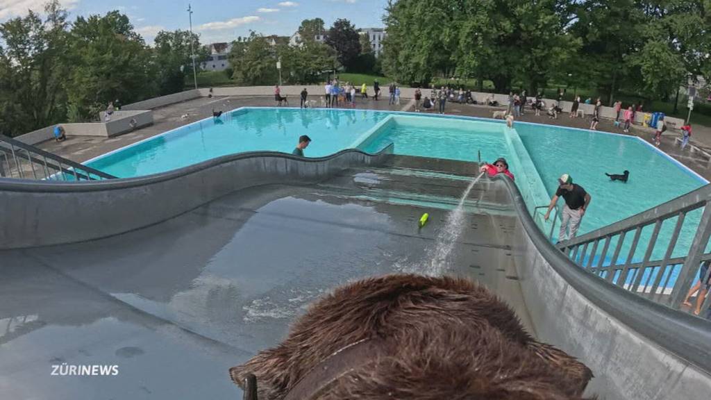 Ein Schwimmbad voller Hunde