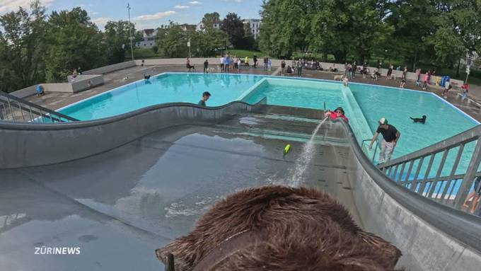 Ein Schwimmbad voller Hunde