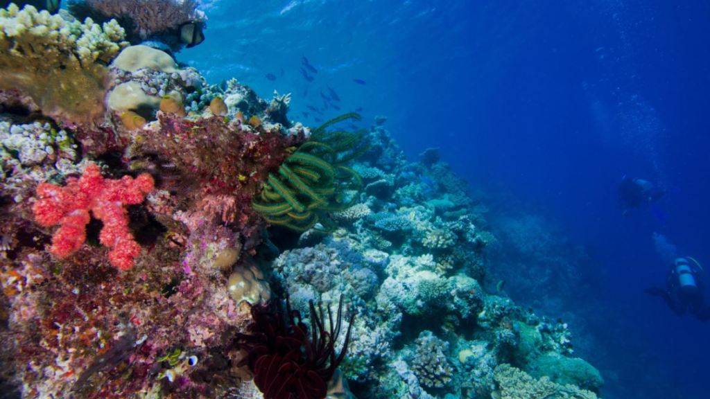 Die Artenvielfalt von Riffen wie dem Great Barrier Reef hat eine Entstehungsgeschichte von über 100 Millionen Jahren.