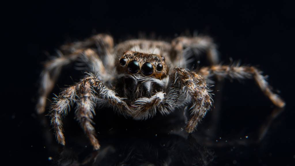 Die meisten Mythen, die über die Krabbeltiere kursieren, entsprechen nicht der Wahrheit.