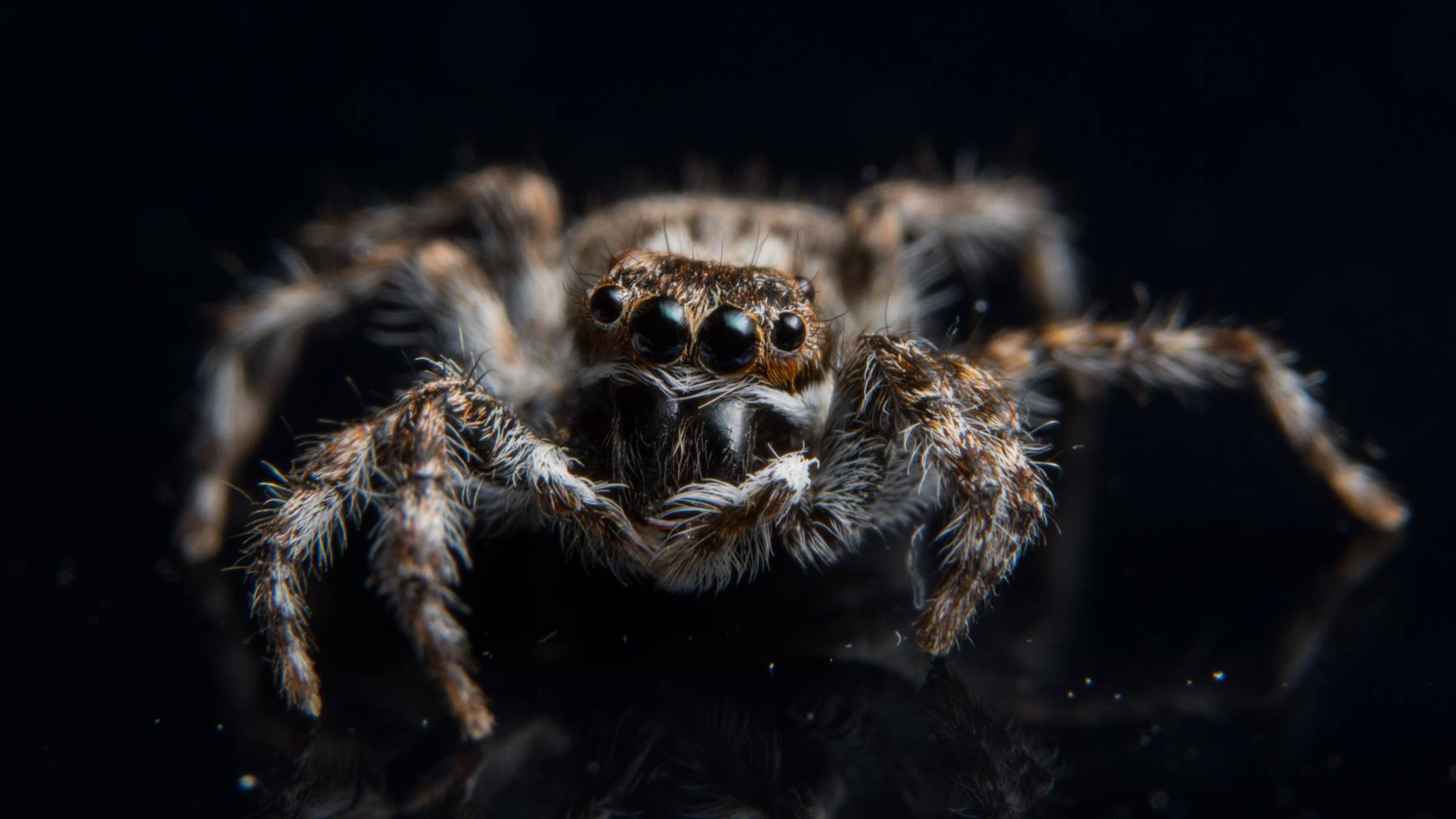 Die meisten Mythen, die über die Krabbeltiere kursieren, entsprechen nicht der Wahrheit.