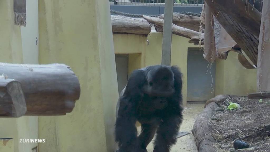 Zoo schläfert Silberrücken N'Gola ein