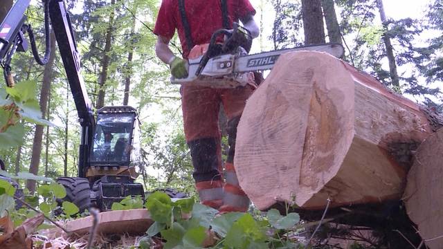 Winterstürme verwüsteten Berner Wälder schlimmer als erwartet