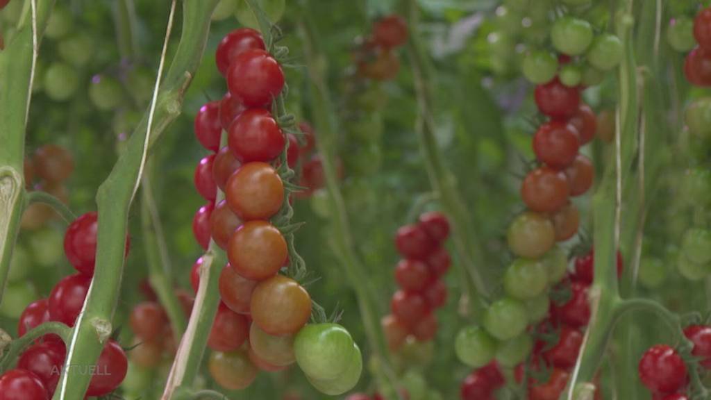 Aargauer Innovation: Gewächshaus in Rütihof produziert Tomaten und Strom