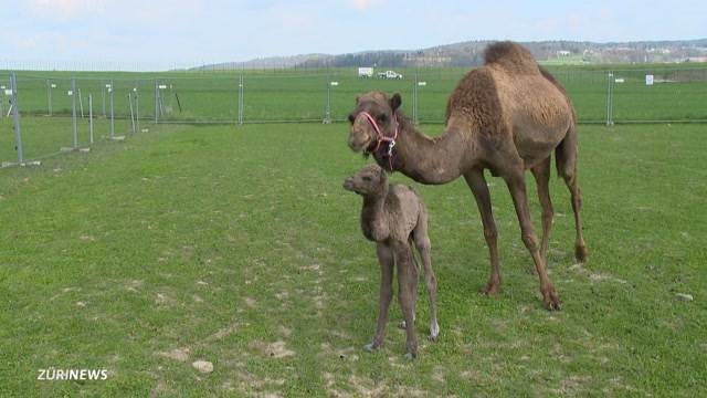 Dromedar-Baby entdeckt die Welt