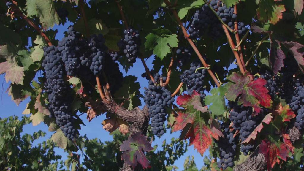In Vino Veritas