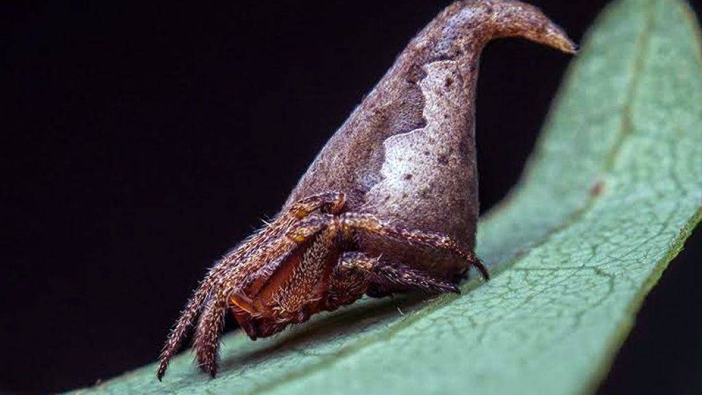 Die neuentdeckte Spinne Eriovixia gryffindori. Ihr Körper gleicht dem sprechenden Hut aus den Harry-Potter-Romanen, welcher früher dem berühmten Zauberer Godric Gryffindor gehört hatte.