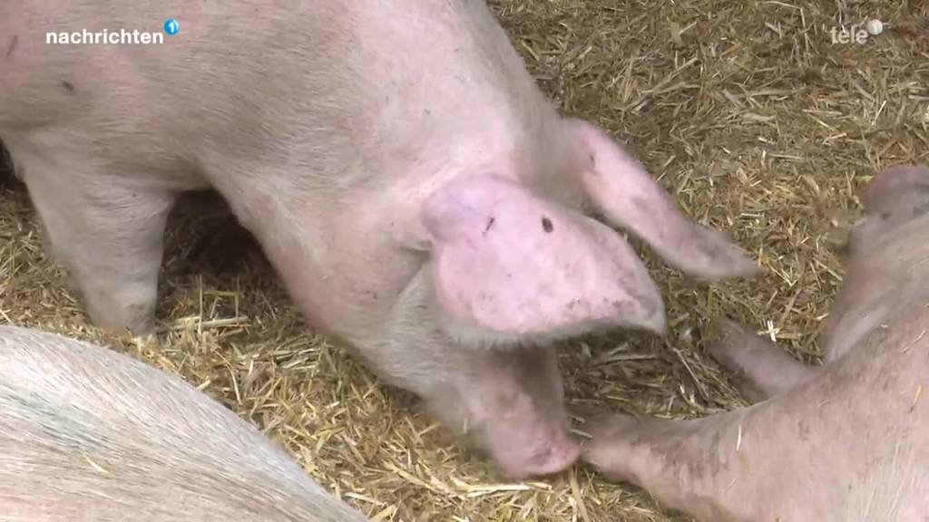 Pilotprojekt für tierfreundliche Schweinezucht