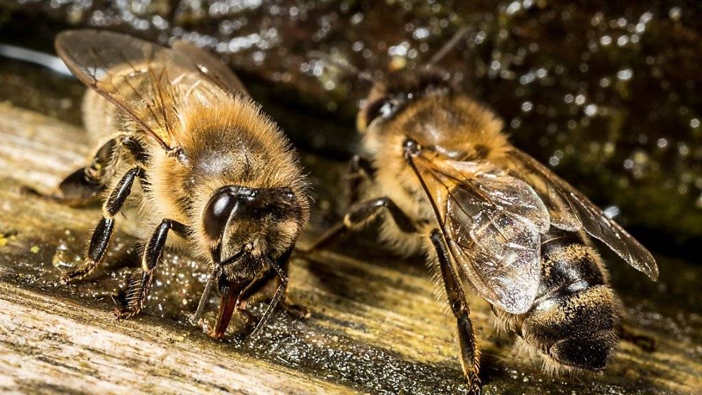 Langsam bedrohte Tiere: Bienen leiden unter vielen Krankheiten. (Archiv)