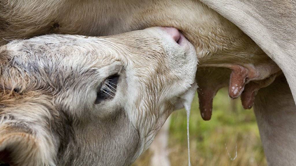 Schweizer Milchbauern sollen nach dem Wegfall des Schoggigesetzes mit neuen Subventionen unterstützt werden. (Symbolbild)