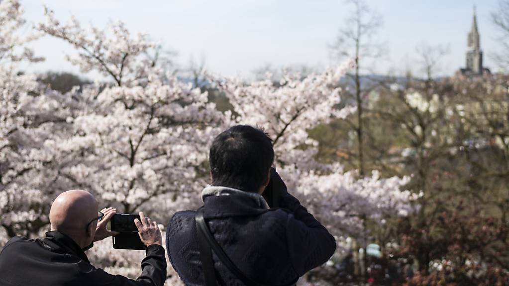 Touristen fotografieren blühende Japanische Kirschbäume in Bern.