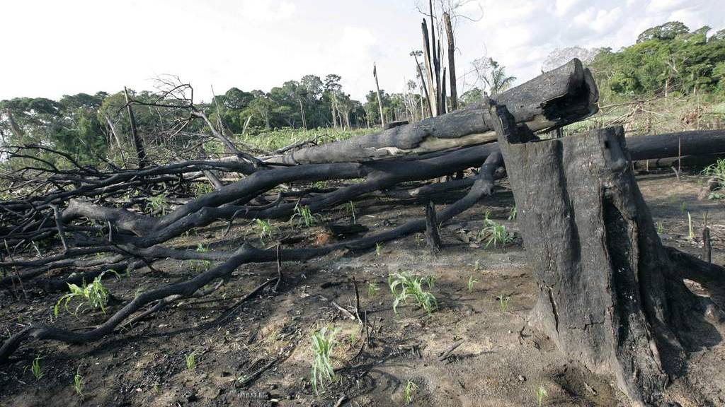 Burnt trees are seen in the remote Amazon town of Xapuri, Brazil, Tuesday, Oct. 30, 2007. (AP/Silvia Izquierdo)