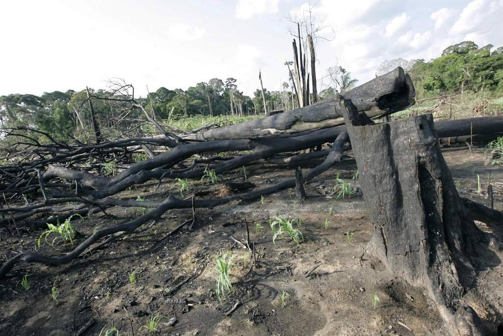 Burnt trees are seen in the remote Amazon town of Xapuri, Brazil, Tuesday, Oct. 30, 2007. (AP/Silvia Izquierdo)