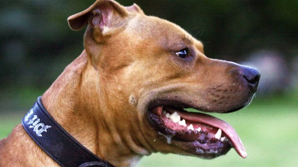 Gegen einen Aargauer haben die Behörden ein vollumfängliches und unbefristetes Hundehalteverbot verfügt. Laut Verwaltungsgericht ist der Mann «uneinsichtig». Er hielt auch Hunde mit erhöhtem Gefährdungspotential, wie zum Beispiel einen Pitbull-Terrier. (Symbolbild)