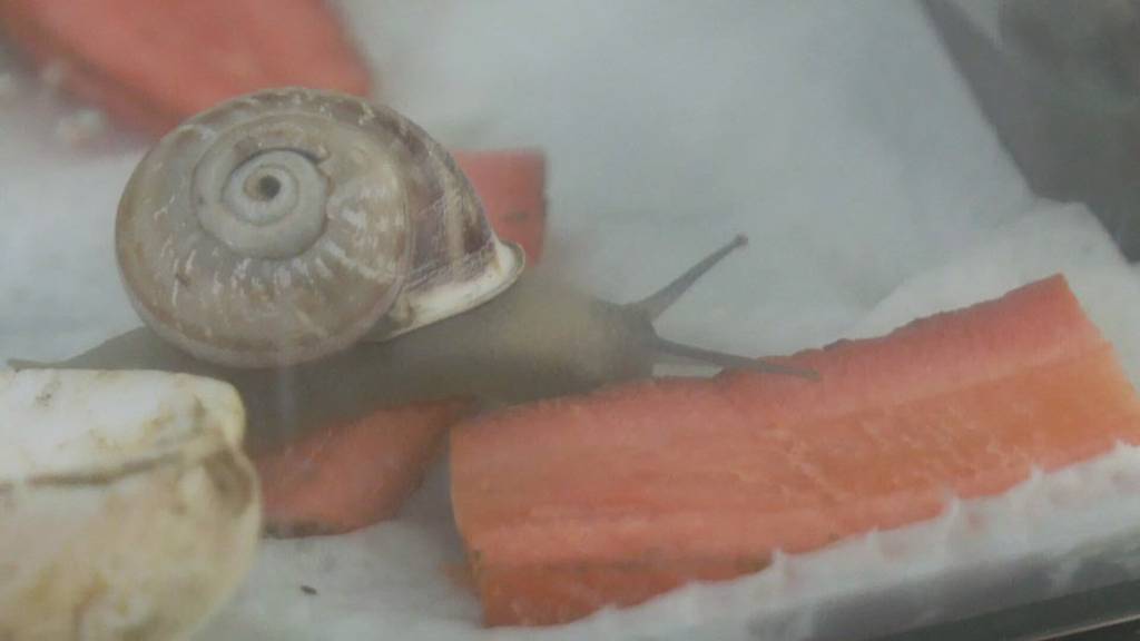 Schnecke Gary macht Ferien im Tierheim