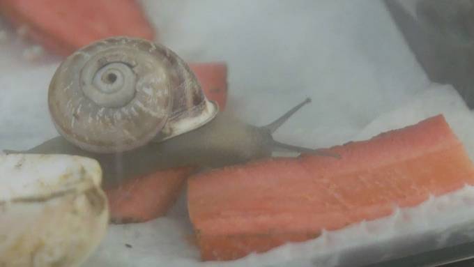 Schnecke Gary macht Ferien im Tierheim