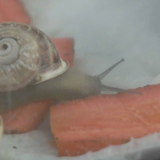 Schnecke Gary macht Ferien im Tierheim