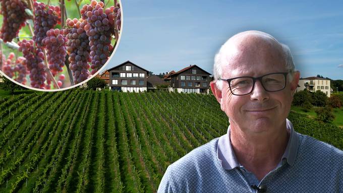 «Wird die grösste Ernte der Zentralschweiz»: Winzer rechnen mit Rekord