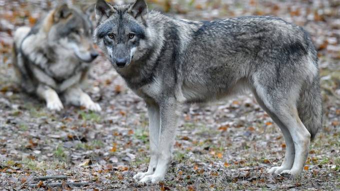 Wolf reisst in Muolen vier Schafe