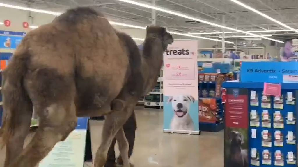 Kamel Jeffrey macht eine Tierhandlung unsicher.