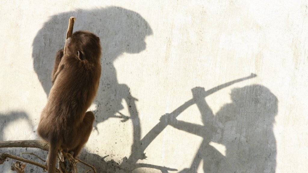 Deutscher Tiergarten will Paviane für Artenschutz töten