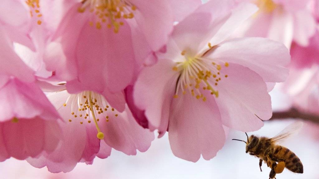 Der Stich einer Biene kann ziemlich schmerzlich und mitunter sogar tödlich sein. Nun testen brasilianische Forscher ein Gegengift. (Symbolbild)