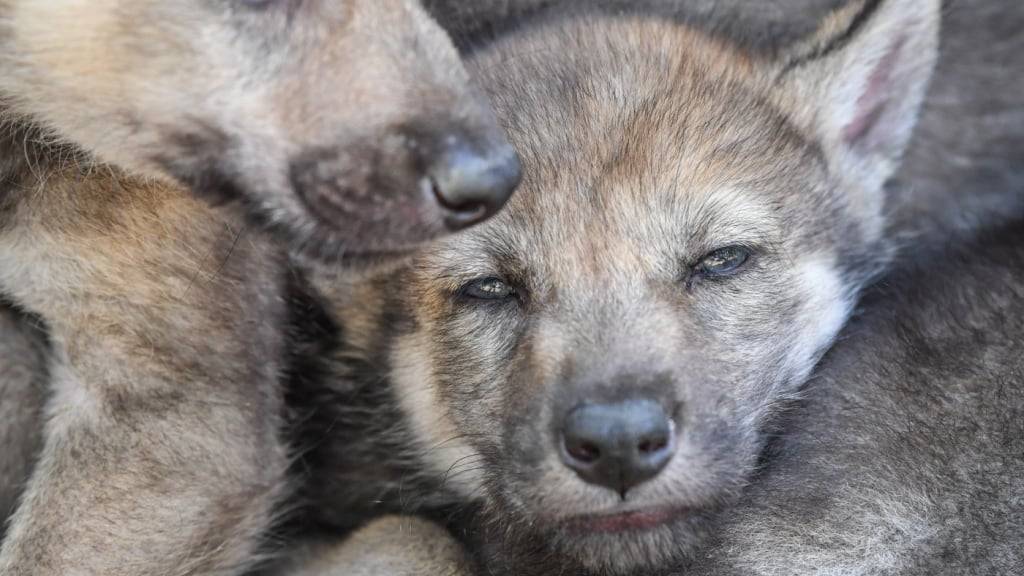 Zwei Wolfswelpen kuscheln sich aneinander. Der Kanton Graubünden kann Stand Anfang Oktober 2025 Jungwölfe in acht der 13 Rudel schiessen. Ein weiteres Rudel wird zudem ganz ausgelöscht. (Symbolbild)