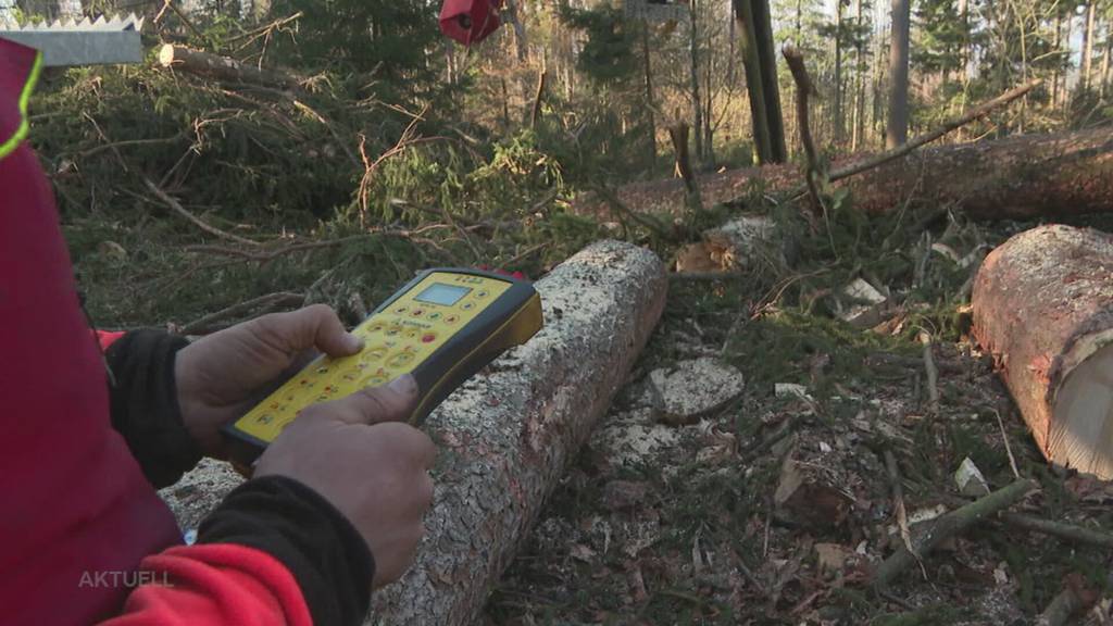 Pilotversuch: In Berikon holen Förster die gefällten Bäume mit einer Seilbahn aus dem Wald