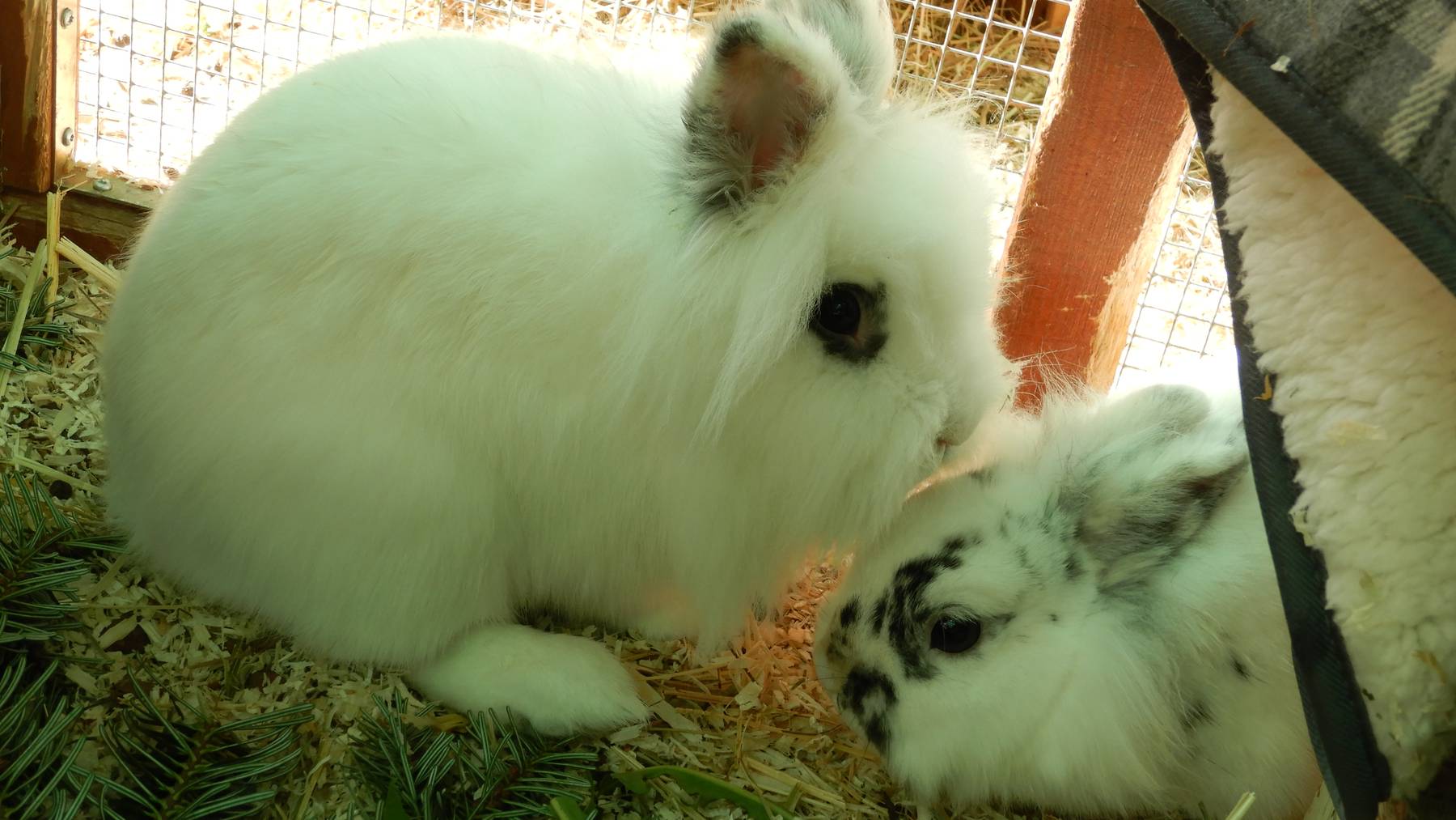 Emelie und Snow