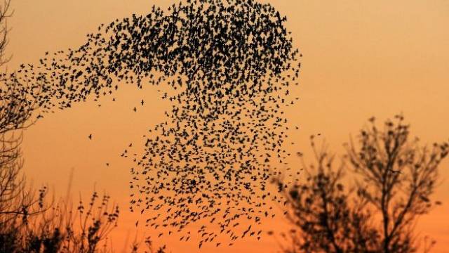 50 Milliarden Zugvögel - Kinderseite - Schweiz am Wochenende