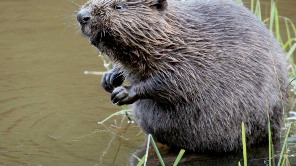 Der Europäische Biber galt in Vorarlberg für rund 350 Jahre als ausgestorben, seit 2006 haben sich wieder Tiere angesiedelt. (Archivbild)