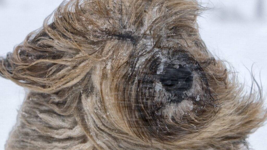 Heftige Föhnwinde bringen auch die «Frisuren» von Hunden durcheinander. (Archivbild)