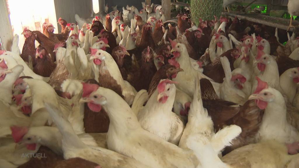 Eierboom: An Ostern kommt man auf dem Hof in Selzach mit dem Ausliefern der Eier kaum hinterher