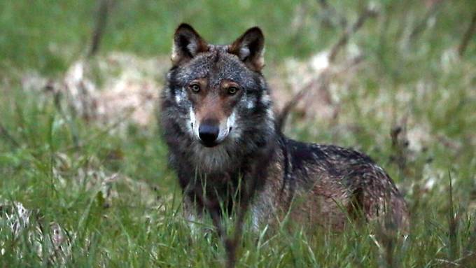 Graubünden nimmt Wolfsjagd teilweise wieder auf